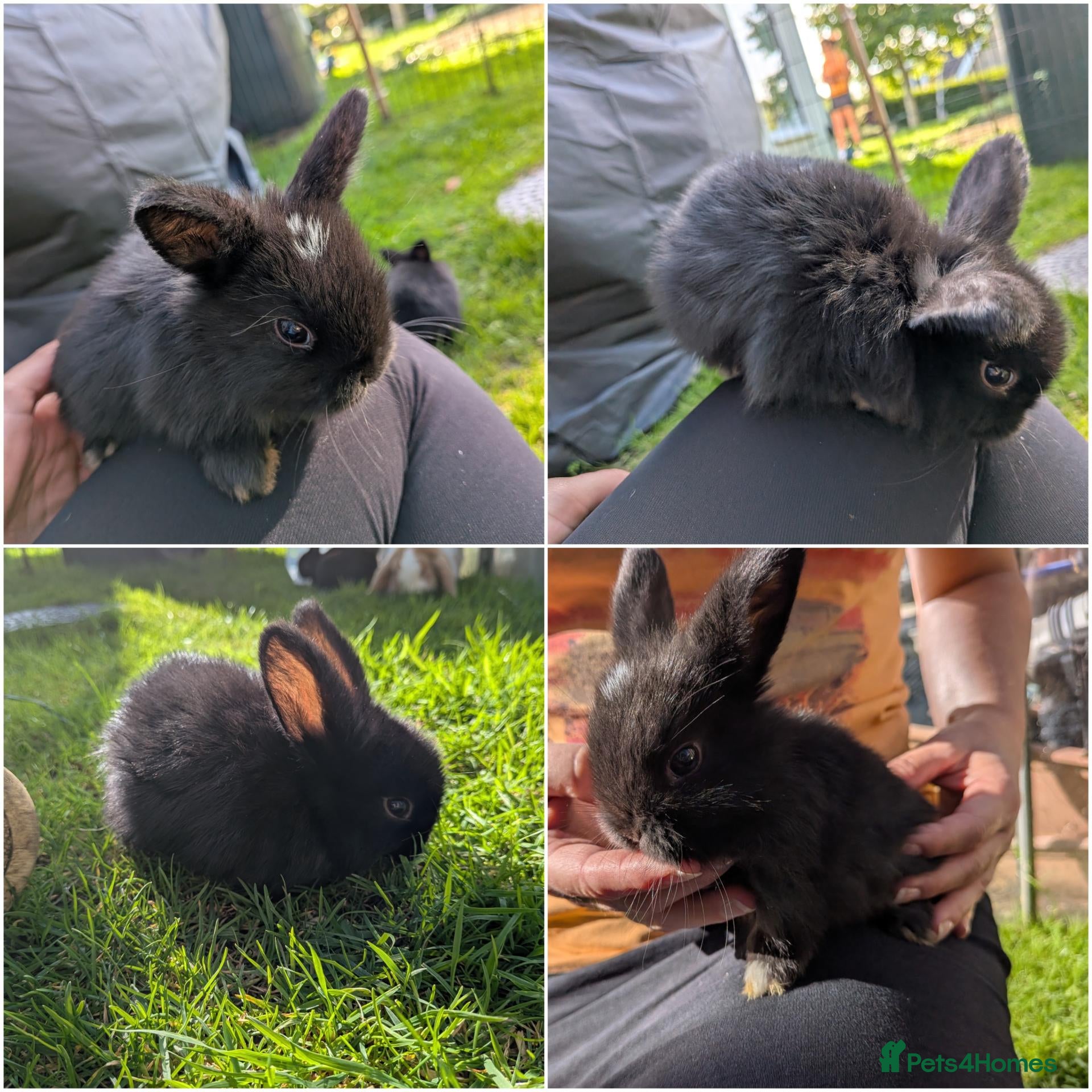 Mini Lop rabbits Beautiful Mini Lops For Sale  ˖Ი𐑼⋆ FOUR LEFT  - Advert 8