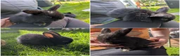 Mini Lop rabbits for sale: Beautiful Mini Lops For Sale  ˖Ი𐑼⋆ FOUR LEFT  - Advert 1