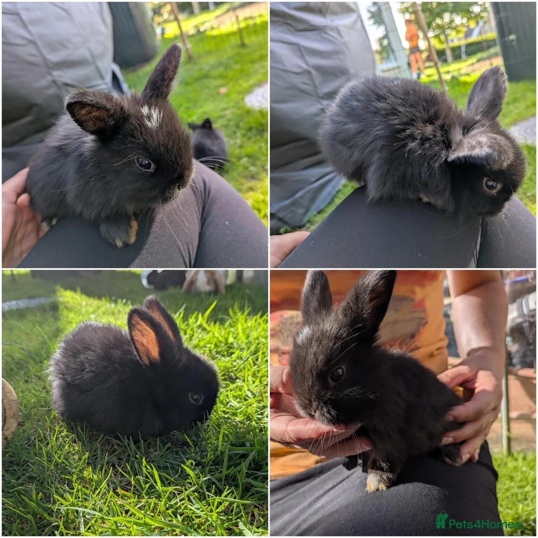 Mini Lop rabbits for sale: Beautiful Mini Lops For Sale  ˖Ი𐑼⋆ FOUR LEFT  - Advert 1