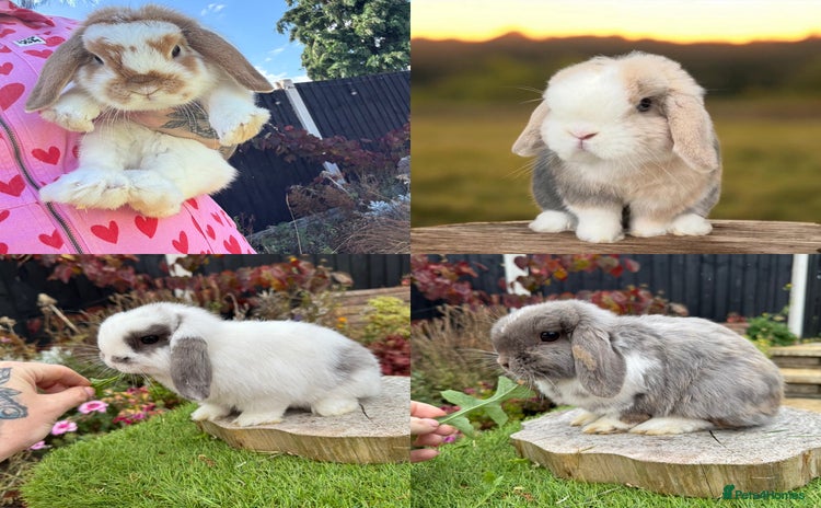 Mini Lop rabbits - Advert 15