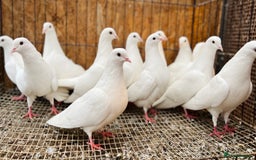 Doves birds for sale: PURE WHITE ENGLISH GARDEN DOVES - Image 4