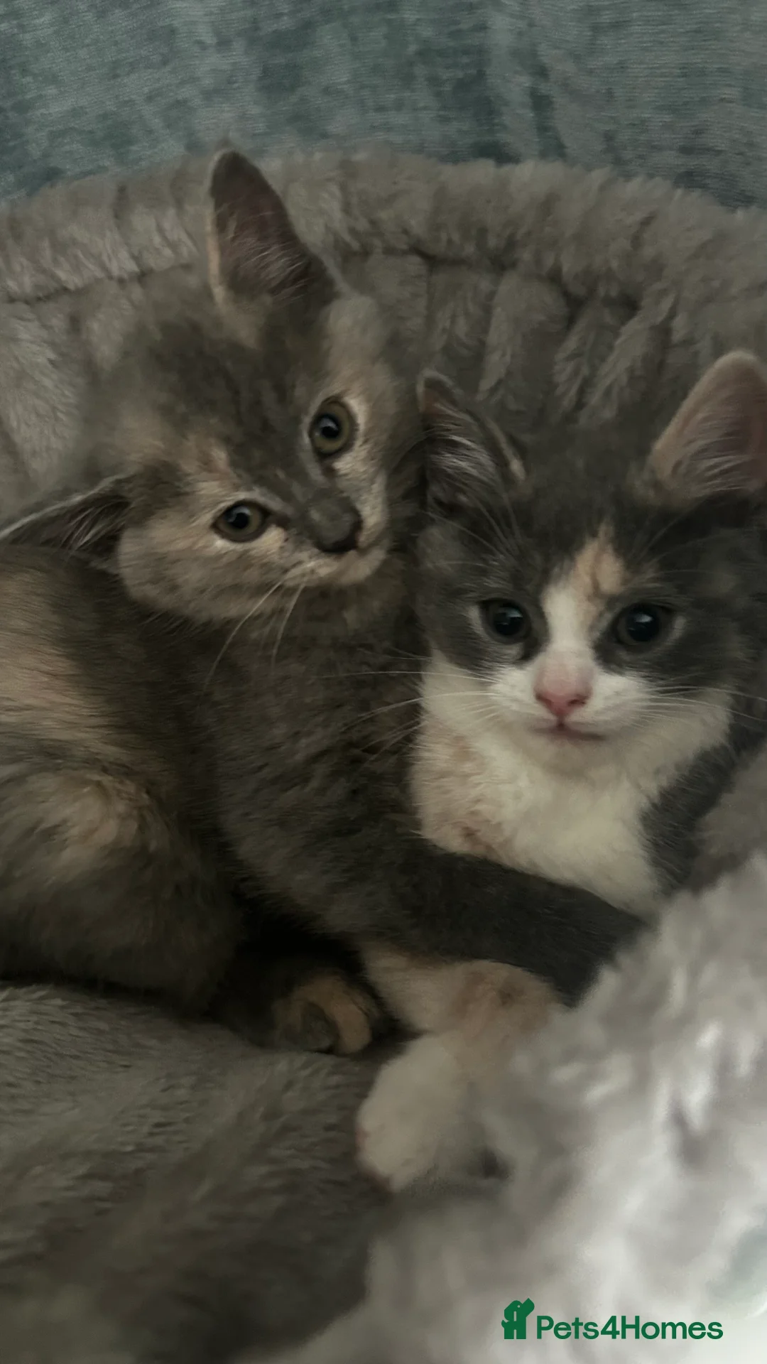 British Shorthair cats for sale: 5 British shorthair kittens for sale - Advert 2