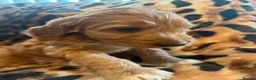 Australian Labradoodle dogs for sale: Australian Labradoodle-Medium-sized  - Advert 10