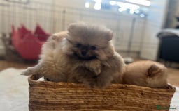 Pomeranian dogs for sale: Pomeranian 2 boy and 1 girl for sale KC reg - Image 14
