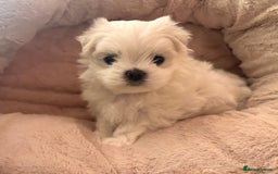 Maltese dogs for sale: ✨💫Tiny Exquisite Bambelina Maltese 💫✨ - Image 24
