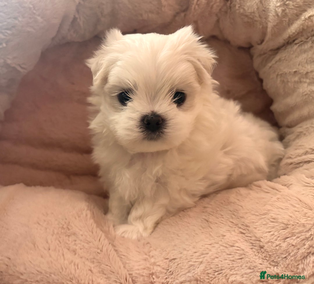 Maltese dogs for sale: ✨💫Tiny Exquisite Bambelina Maltese 💫✨ - Image 24