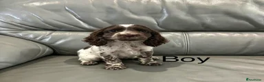Cocker Spaniel 2