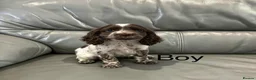 Cocker Spaniel dogs for sale: Cocker Spaniel Puppies Ready Now - Advert 6