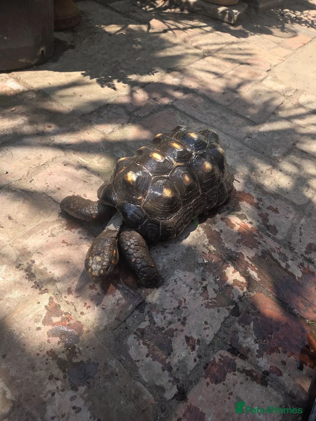 Tortoise reptiles for sale: Adult male red foot tortoise (20 years old) - Advert 5