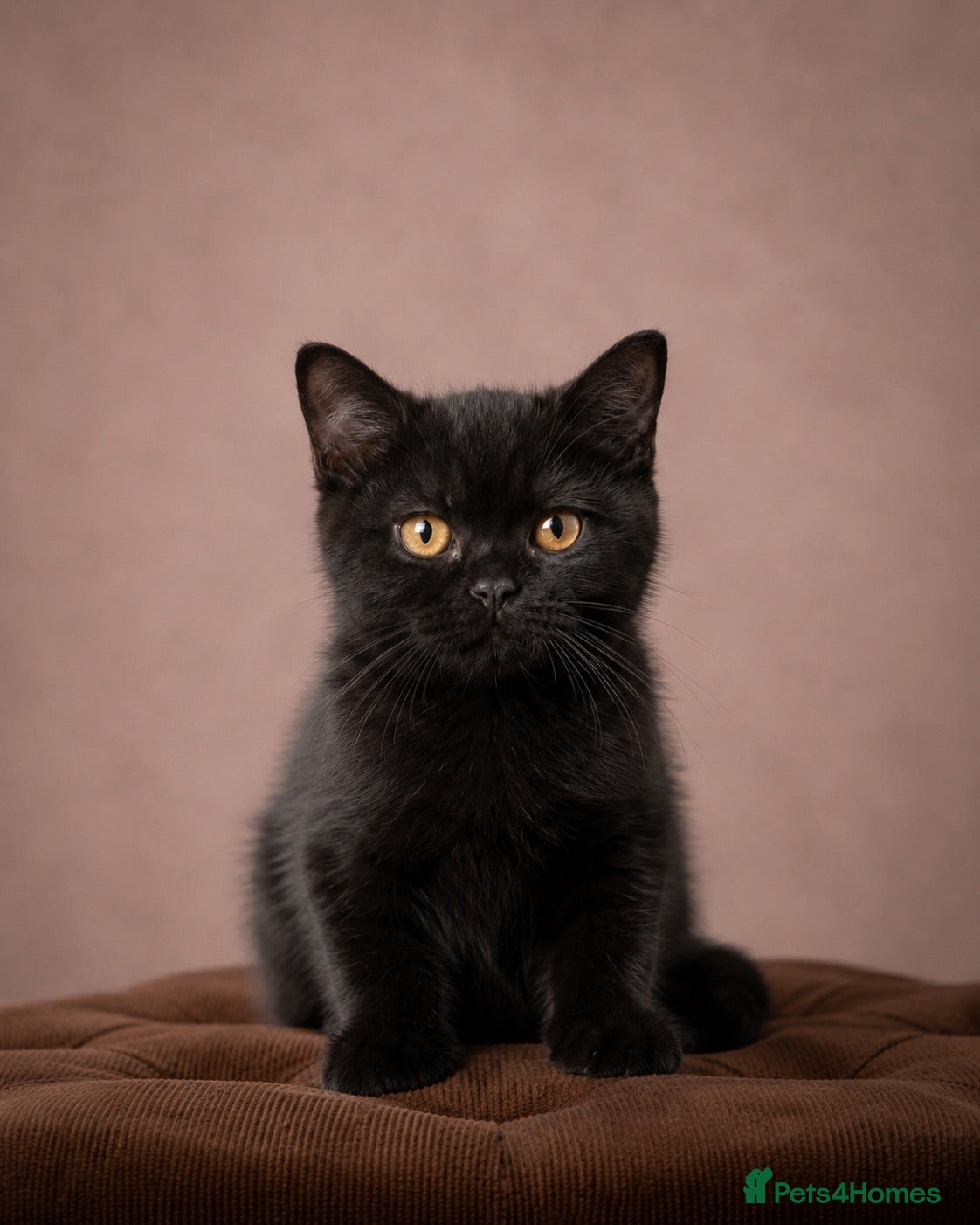 British Shorthair cats Pedigree registered cuddly handbags. All 3 love 👏 - Advert 2