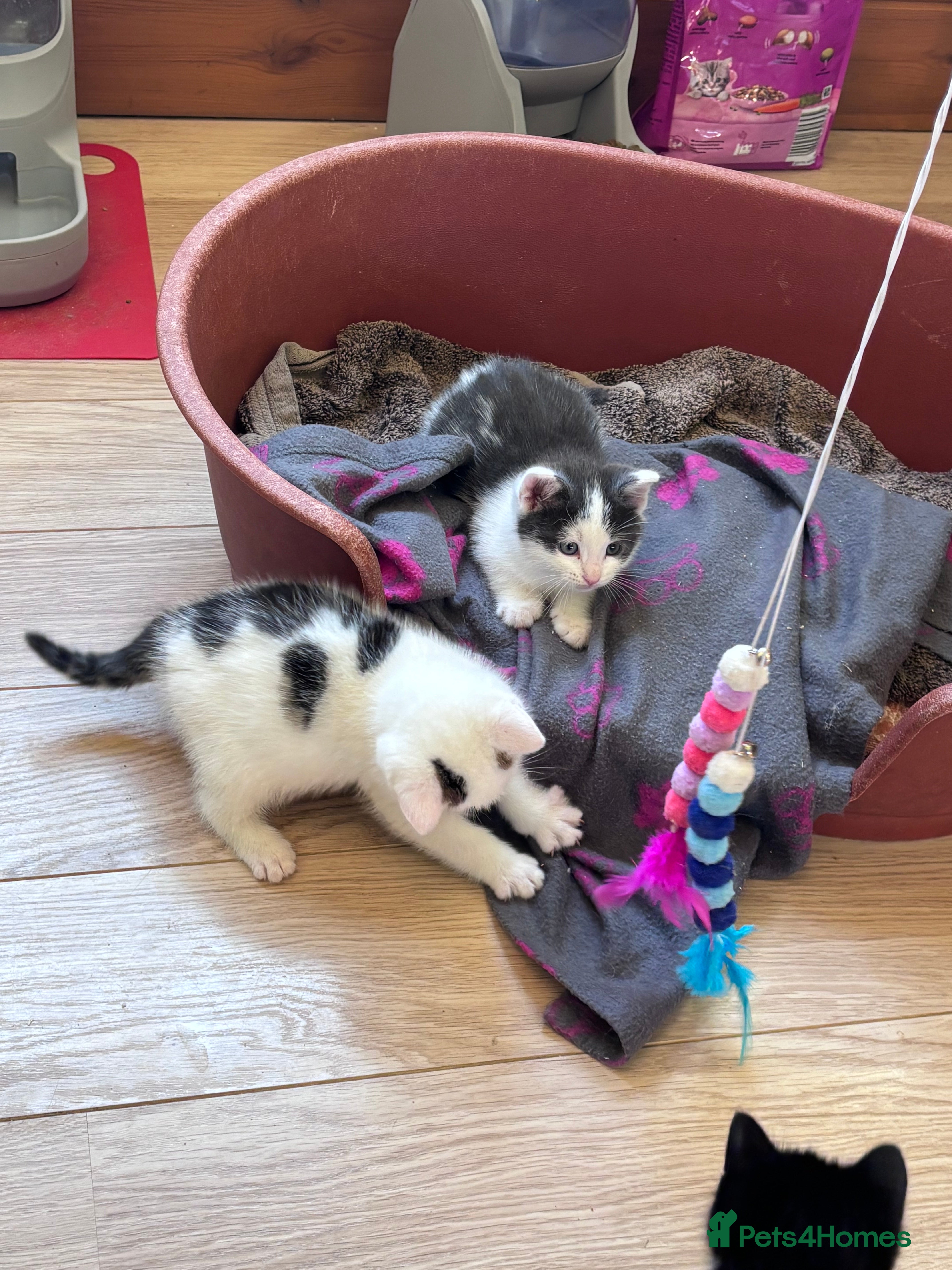 Mixed Breed cats Mixed breed kittens seeking their forever homes - Advert 12