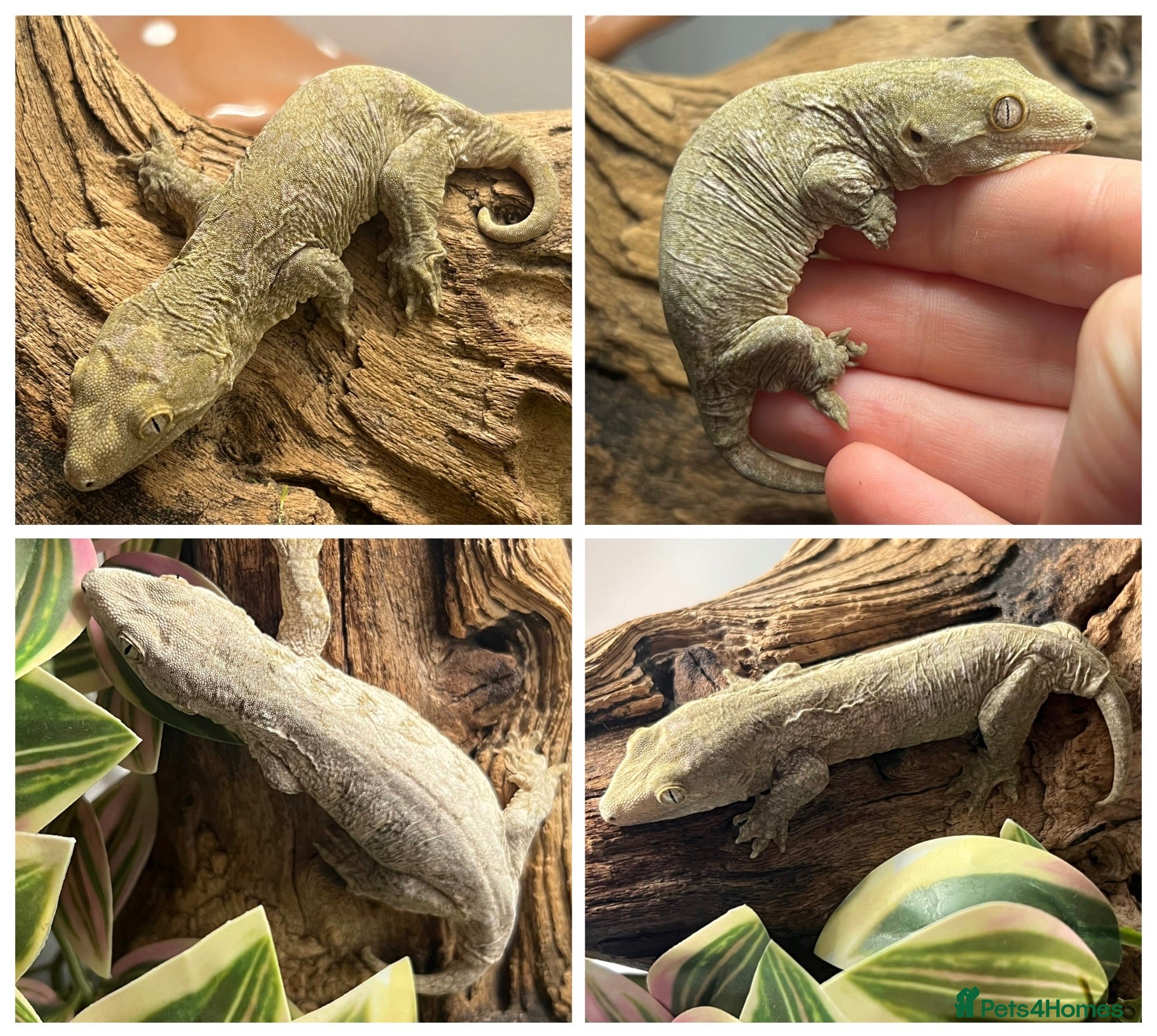 Gecko reptiles CB26 Pine Island Leachianus gecko babies - Advert 3