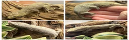 Gecko reptiles for sale: CB26 Pine Island Leachianus gecko babies - Advert 1