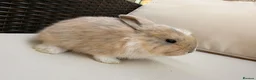 Mixed Breed rabbits for sale: Baby rabbits in Fareham - Advert 7