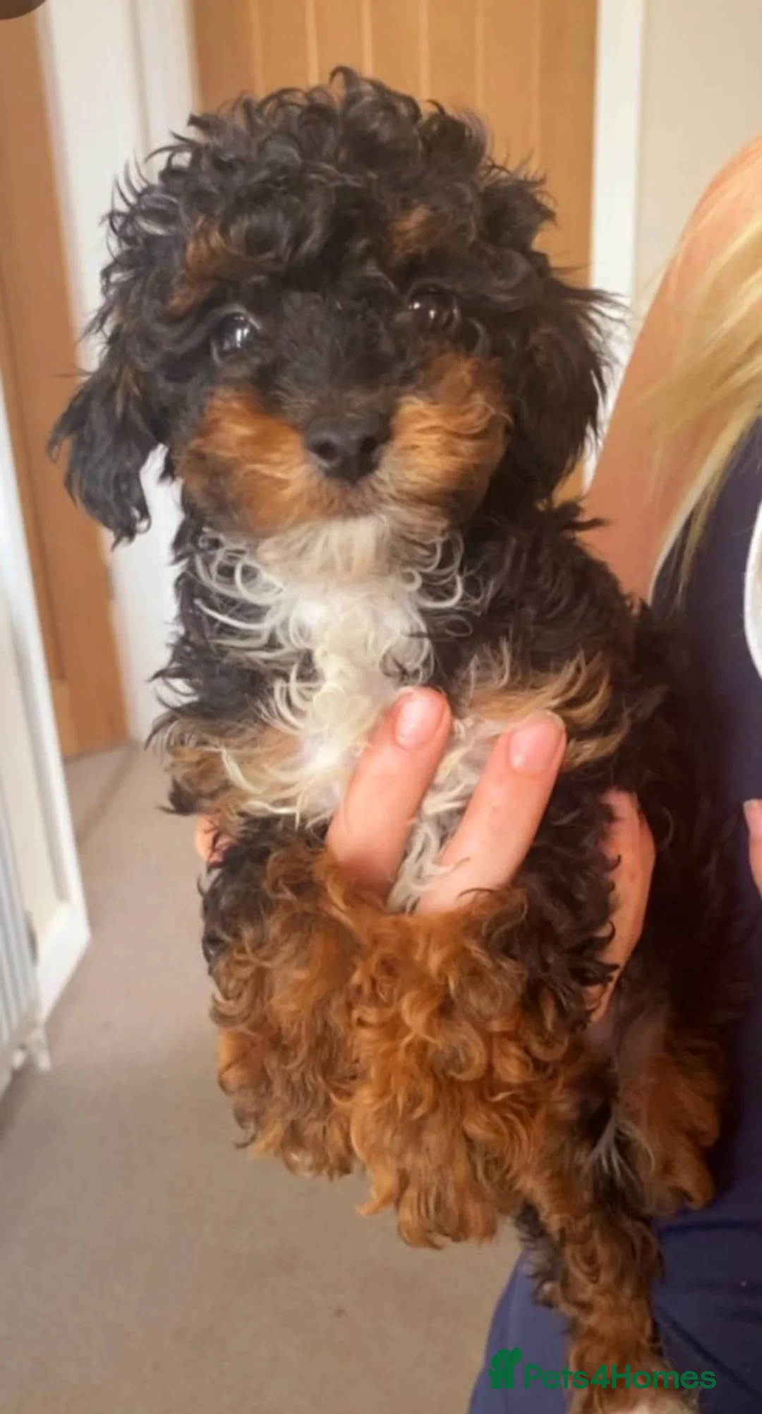 Miniature Poodle dogs for sale: Miniature poodle puppies  - Advert 4