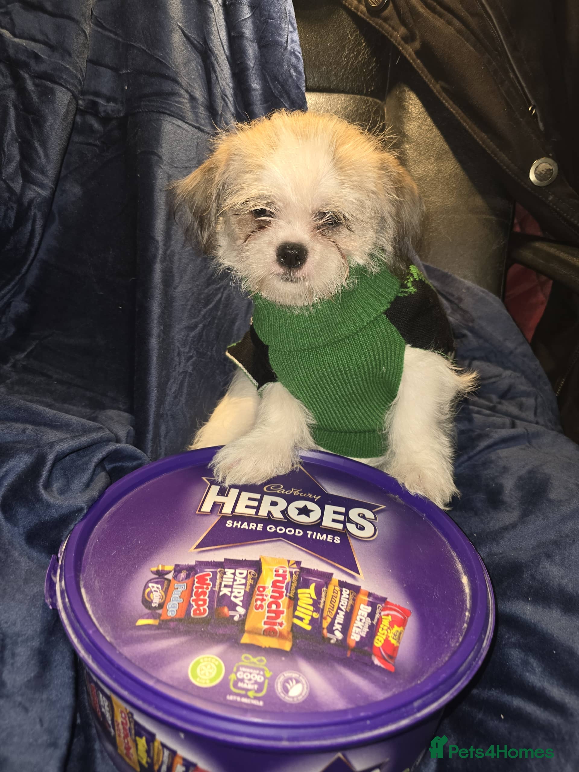 Shih Tzu dogs Gone puppy  - Advert 2