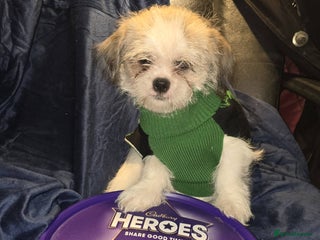 Shih Tzu dogs One female shih tzu puppy - Advert 7