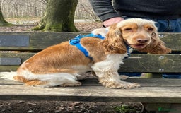Cocker Spaniel dogs for stud: Orange Roan KC reg Show Cocker Spaniel Stud in Whitchurch - Image 3