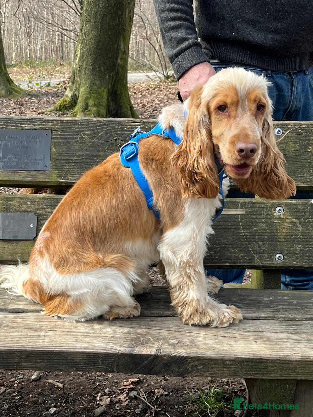 Cocker Spaniel dogs for stud: Orange Roan KC reg Show Cocker Spaniel Stud in Whitchurch - Image 3
