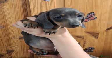 Dachshund dogs - Advert 16