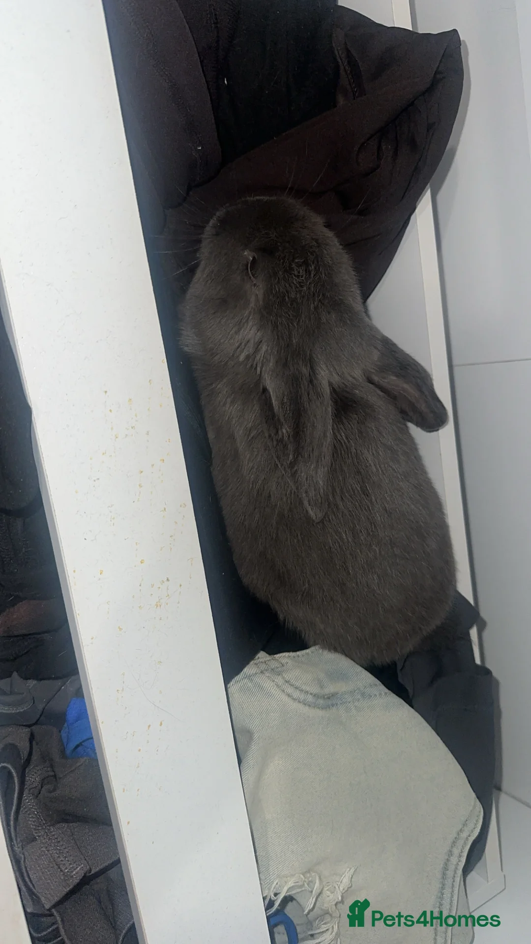 Mini Lop rabbits for sale: 2 mini lops  in Bournemouth - Advert 2