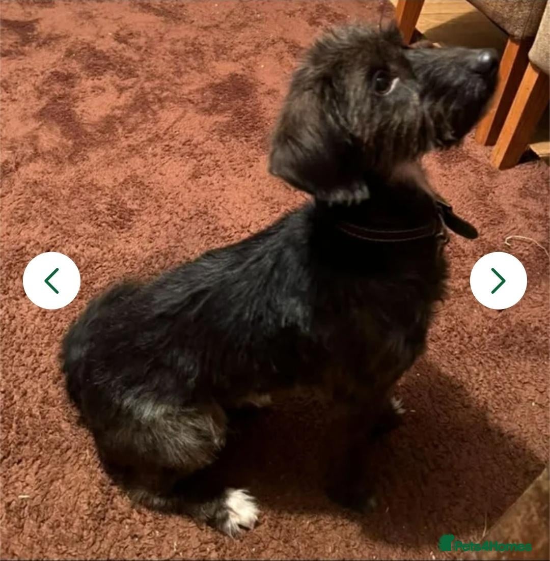 Mixed Breed dogs Cockerpoo - Advert 8