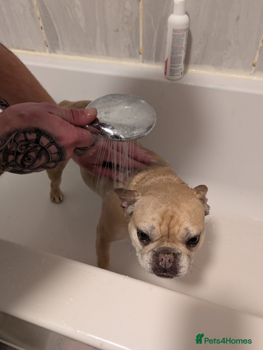 French Bulldog dogs for sale: Luna - French Bulldog  - Advert 8