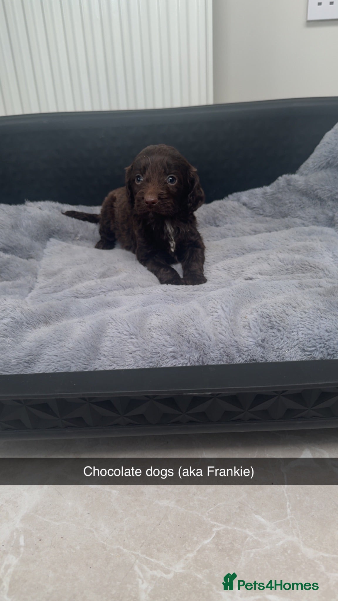 Cockapoo dogs Miniature F1 Cockapoo Puppies - Advert 6