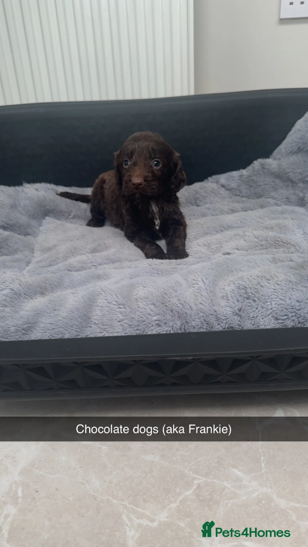 Cockapoo dogs for sale: Miniature F1 Cockapoo Puppies - Advert 2