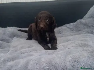 Cockapoo dogs Miniature F1 Cockapoo Puppies - Advert 6