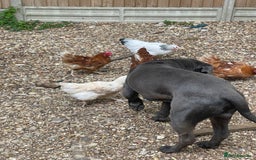 Cane Corso dogs for sale: Urgent! Stunning boy looking for a new home! - Image 5