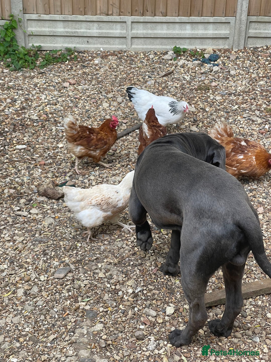 Cane Corso dogs for sale: Urgent! Stunning boy looking for a new home! - Image 5