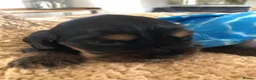 Cocker Spaniel dogs for sale: KC REG SHOW COCKER SPANIEL PUPPIES 🩷💙 - Advert 26