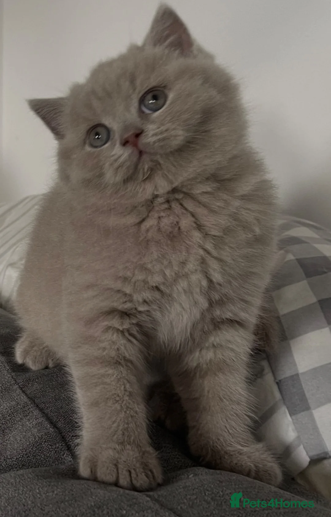 British Shorthair cats for sale: GORGEOUS PEDIGREE BRITISH SHORTHAIR  - Advert 2