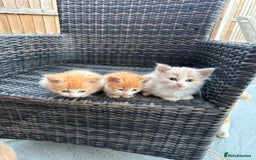 Exotic cats for sale: Ginger Kittens  - Image 3