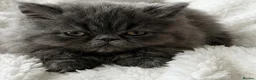 Persian cats for sale: Stunning GCCF Reg Persian Kittens–Champion Lines  - Advert 5