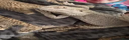 Bearded Dragon reptiles for sale: Bearded dragon  in Birmingham - Advert 4