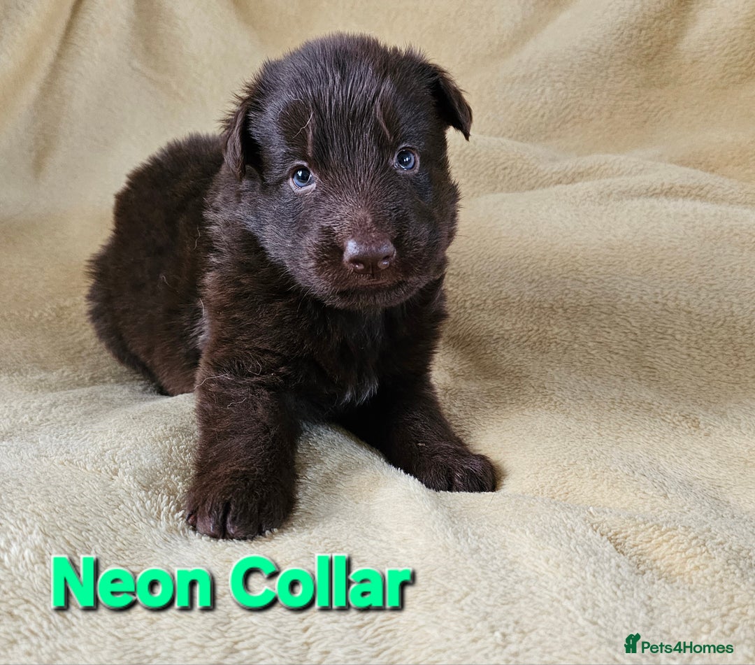 German Shepherd dogs for sale: ✴️3 purebred KC registered straight back GSP's✴️ - Advert 18