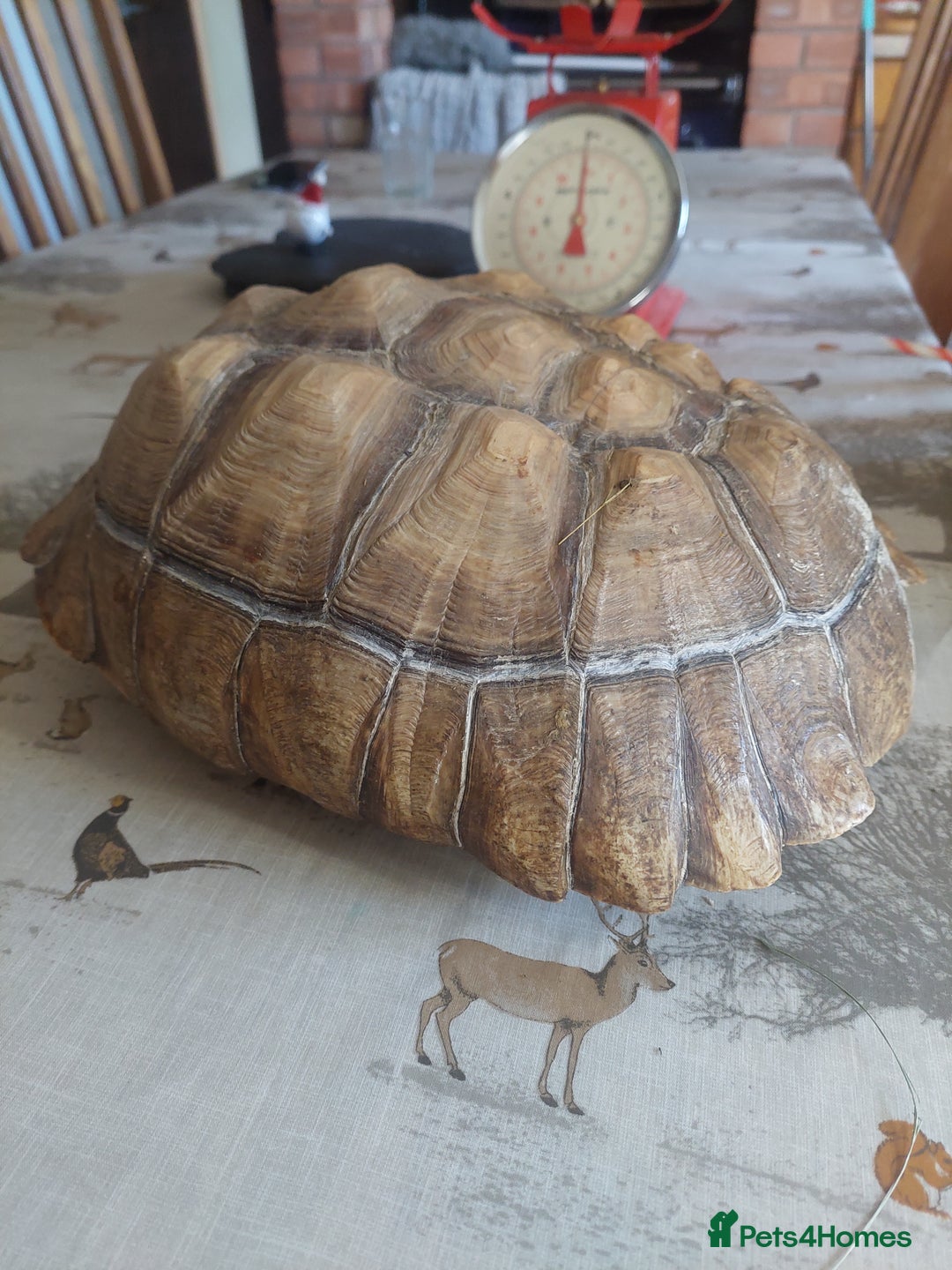 Tortoise reptiles for sale: Large Female Sulcata - Advert 5