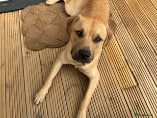 Mixed Breed dogs Louie - Advert 1