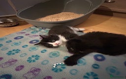 Mixed Breed cats for sale: 3 adorable kittens  - Image 5