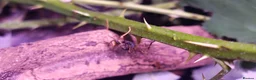 Stick Insects invertebrates for sale: Spiny Stick Insect Nymphs - Advert 2
