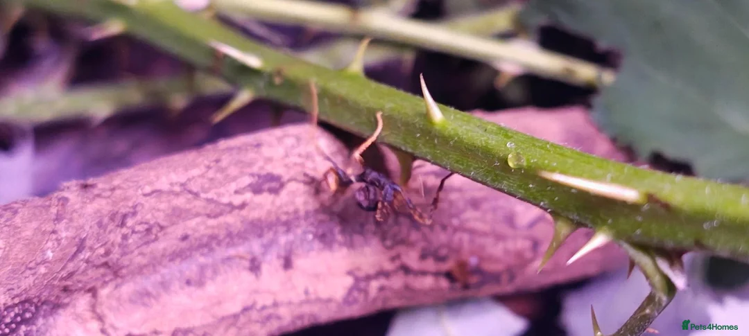 Stick Insects invertebrates for sale: Spiny Stick Insect Nymphs - Advert 2