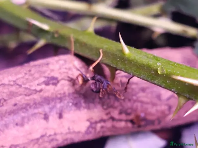Stick Insects invertebrates Spiny Stick Insect Nymphs - Advert 2