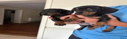 Dachshund dogs for sale: 2 black & tan Dachshund puppy’s READY NOW   - Advert 4