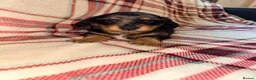 Dachshund dogs for sale: Quality Dachunds - Advert 29