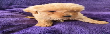 Miniature Poodle 7