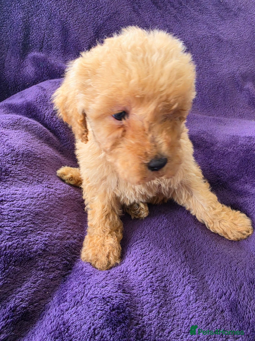 Miniature Poodle dogs for sale: Red minature poodles. in Aberdeen - Advert 2