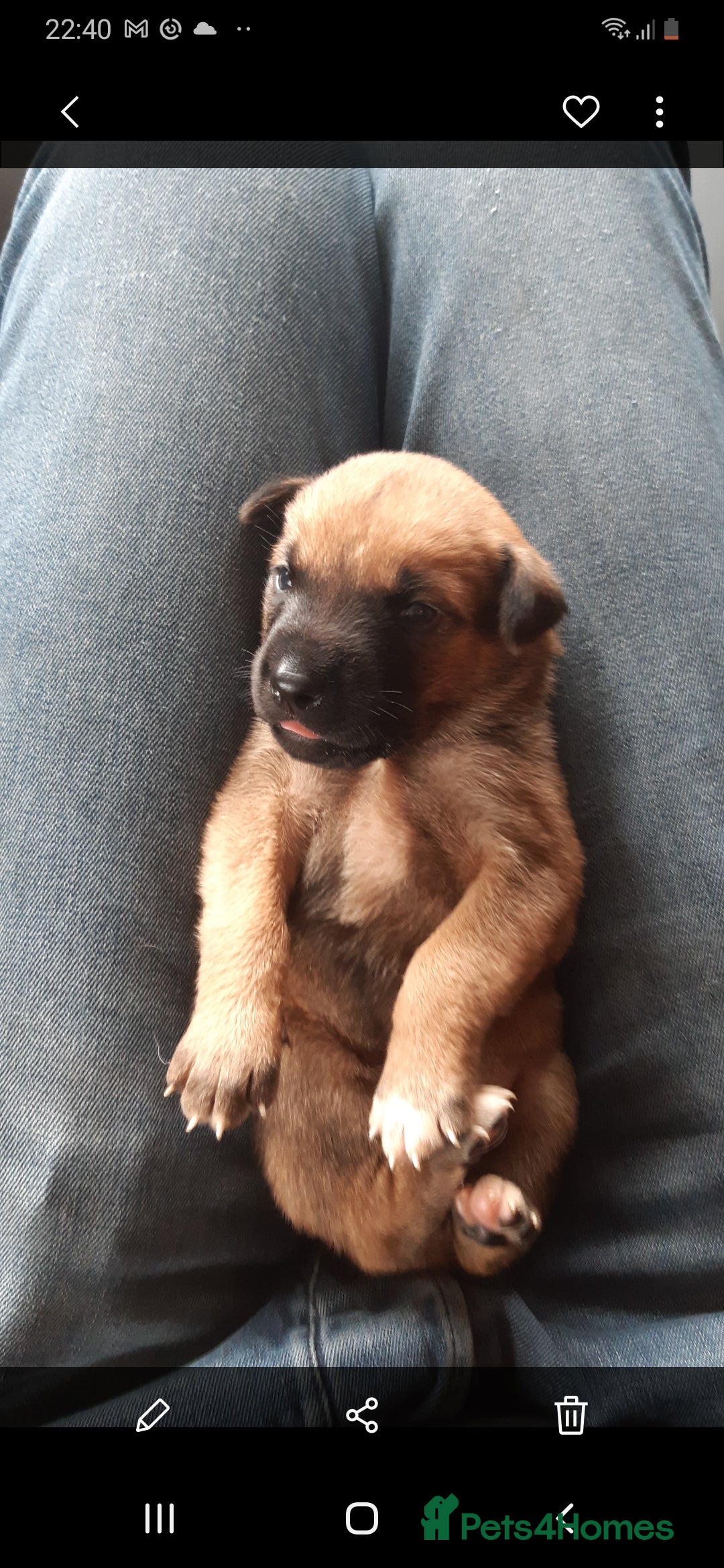 Mixed Breed dogs for sale: Japanese bearheaded akit x doberman hybrids  - Image 4