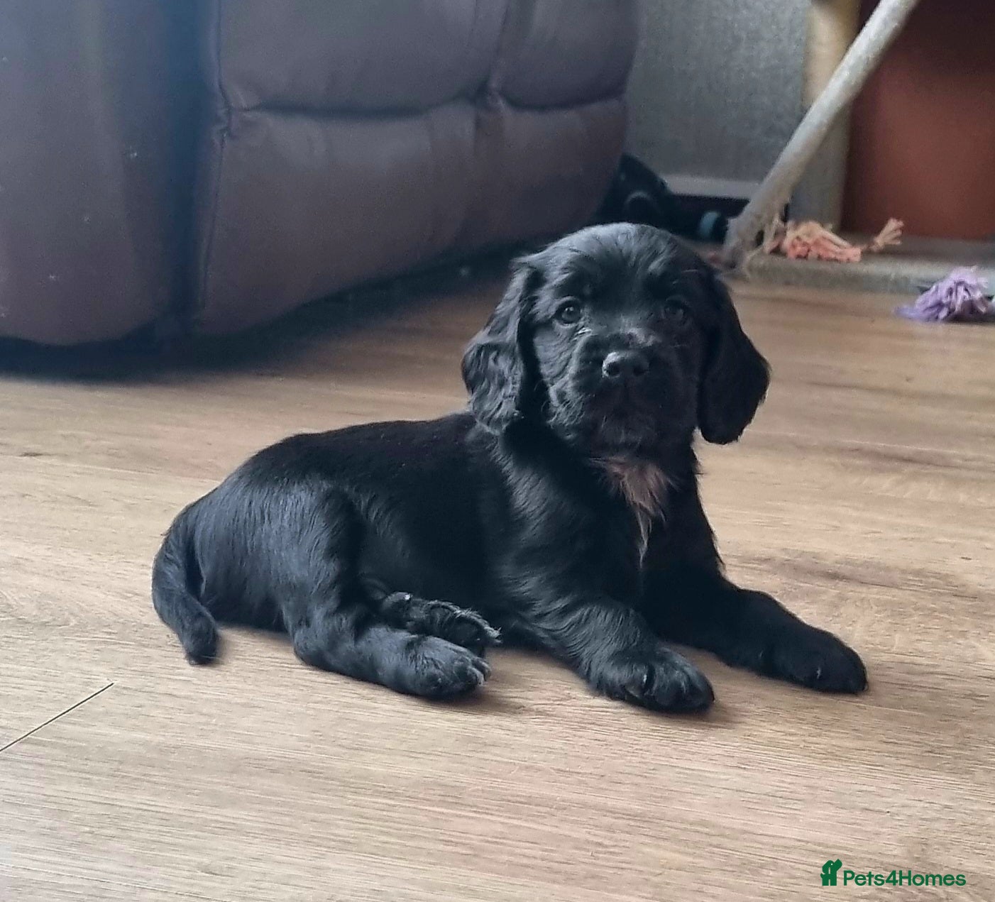 Cocker Spaniel dogs 3 boys left. Cocker Spaniel Puppies for Sale 🐾  - Advert 1